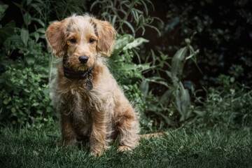 Adorable Labradoodle puppy, wearing collar outdoors