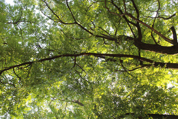 green leaves in the forest