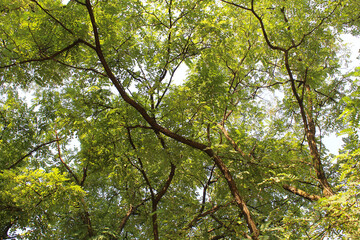 green leaves in the forest, branches with green leaves on the background of the blue sky