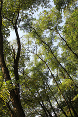  beautiful view of trees in the forest, acacia trees