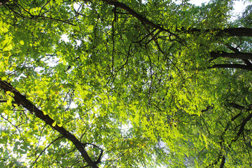 branches with green leaves and blue sky