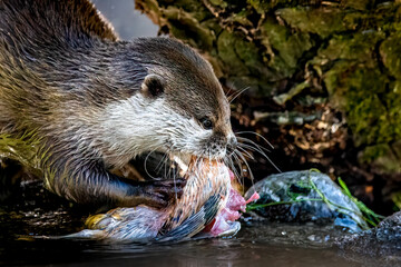 close-up of a fish otter eating prey