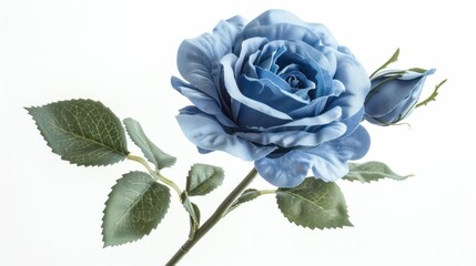 Fototapeta premium Blue rose with green leaves on a white background, showcasing delicate petals and a soft, romantic aesthetic Perfect for floral themed designs