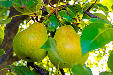 Ripe pears on tree branch. Organic pears in the garden. Close up view of Pears grow on pear tree branch with leaves under sunlight. Selective focus on pears.