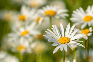 Pure white Oxeye daisy, Leucanthemum vulgare blooming naturally in abundance 
