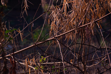 dry bamboo trees that have been cut down. a place for small birds to perch and sunbathe.