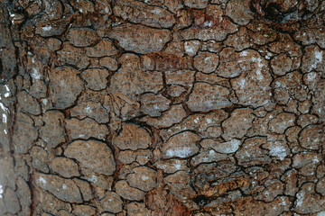 Detailed close-up of textured tree bark showing natural patterns and colors in sunlight