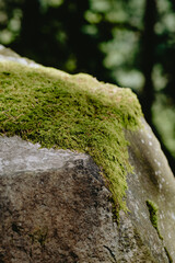 Moss-covered rock in a lush forest setting, showcasing nature's vibrant greenery during daylight