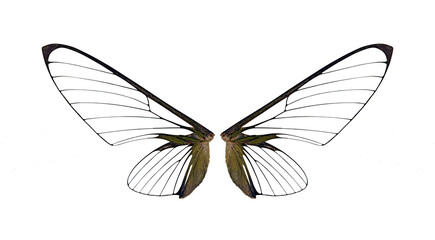 bug wings ,insect wings on a white,isolated