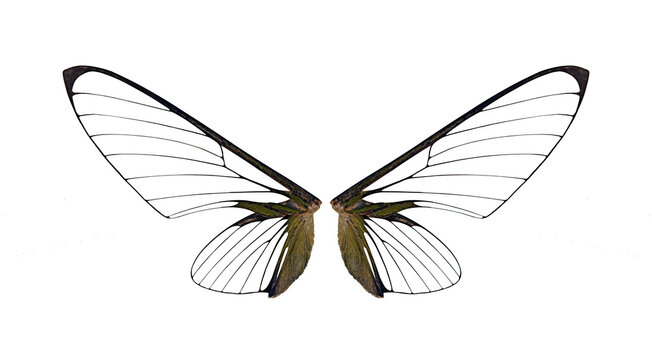 bug wings ,insect wings on a white,isolated