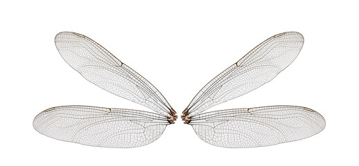 dragonfly wings on a white,isolated