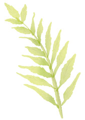 Watercolor green Fern leafs