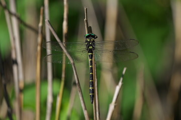 羽を休めるオニヤンマ