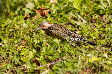Side view of female northern flicker rooting for food in the ground during a late summer morning, Quebec City, Quebec, Canada