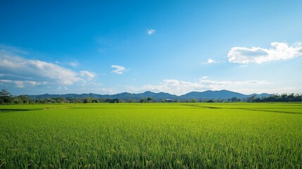 Fototapeta premium A wide-angle view of a rice field with a clear blue sky and distant hills, capturing the expansive and open feeling of rural landscapes.