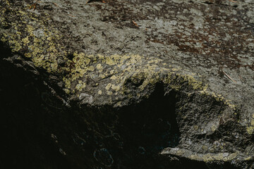 Close-up view of textured rock surface covered with lichen in a forest during daylight