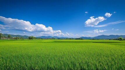 Fototapeta premium A wide-angle view of a rice field with a clear blue sky and distant hills, capturing the expansive and open feeling of rural landscapes.