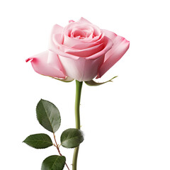 Fototapeta premium pink rose isolated on white background 