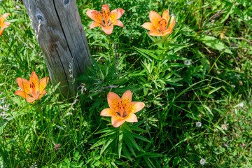 道東サロマ湖  ワッカ原生花園
