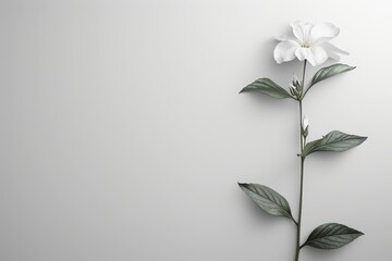 A single white flower with green leaves on a plain white background.  Minimalist floral design with copy space.