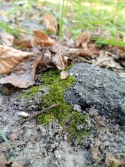mushrooms in the forest