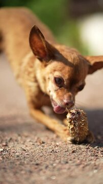The little dog is chewing on a pinecone