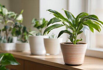 Green Plant in a Pot on a Windowsill.