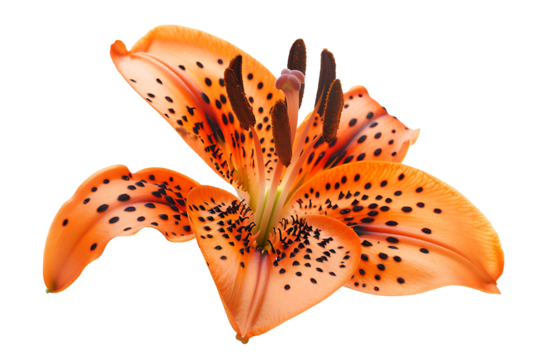 a bright orange tiger lily petal isolated on a transparent background 