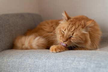 毛づくろいをする可愛い猫　茶トラ猫