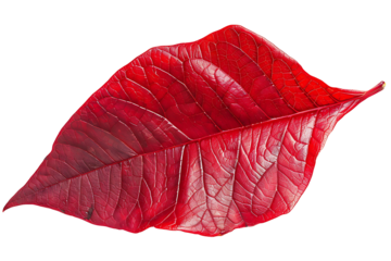 a bright red poinsettia petal isolated on a transparent background 
