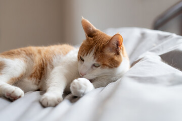 見つめる猫　茶トラ白