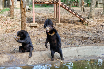 Zoo Phnom Penh Safari. Spotted deer are walking in the clearing.