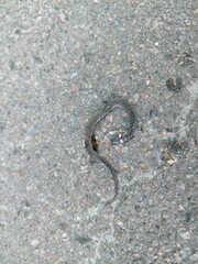 snake on the ground