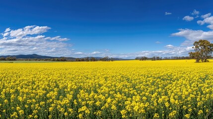 Obraz premium A panoramic view of golden canola fields under a perfect blue sky, with the bright yellow flowers stretching to the horizon.