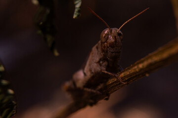 close up of brown grasshopper camouflaged with stem