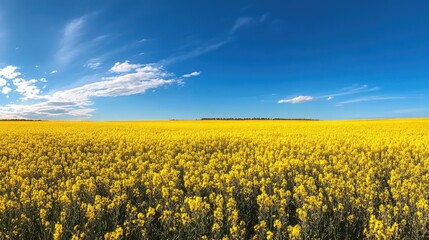 Fototapeta premium A panoramic view of golden canola fields under a perfect blue sky, with the bright yellow flowers stretching to the horizon.