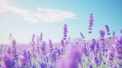 Fototapeta premium Lavender deep purple flowers stretching far eye can see, contrasting beautifully the clear blue sky.