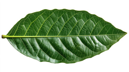 Obraz premium Close-up of a single green leaf showing detailed texture and vein patterns on a white background.