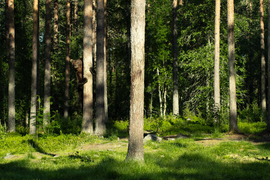 B&auml;r klettert an Baumstamm hoch und schaut vorsichtig herum in Finnland finnische Wald nahe der russischen Grenze Maikku im Mittsommer
