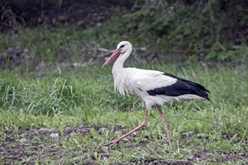 White stork walking on a green field. Close-up of White stork (Ciconia ciconia).
