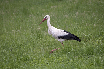 White stork walking on a green field. Close-up of White stork (Ciconia ciconia).