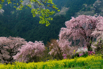 あきる野市龍珠院の桜