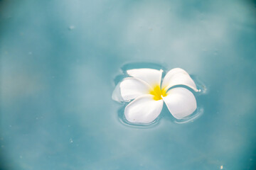 A Plumeria flower floats on the water in a pond. White tropical frangipani flower. Tropical landscape of beautiful plants and flowers. The concept of calm and tranquility.
