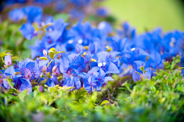 Blooming blue Bougainvillea spectabilis looks like a wall. A hedge of beautiful bougainvillea...