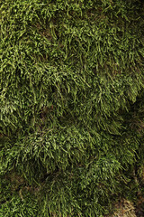 Green moss on the bark of the tree, details. Tree trunk covered with moss. Texture. Wildlife. Close-up on dense moss