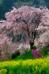 あきる野市龍珠院の枝垂れ桜