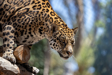 Jaguar © Rob