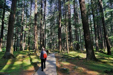 Obraz premium Deodar trees forest, Wildlife Sanctuary, Manali, Himachal Pradesh, India, Asia