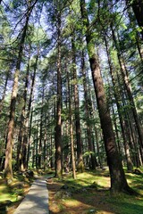 Fototapeta premium Deodar trees forest, Wildlife Sanctuary, Manali, Himachal Pradesh, India, Asia