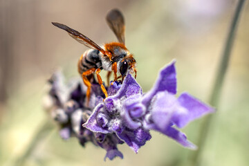 Wasp on Lavender